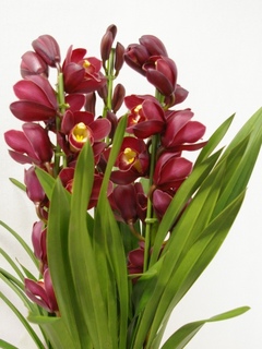 IMGP7803a.jpg
